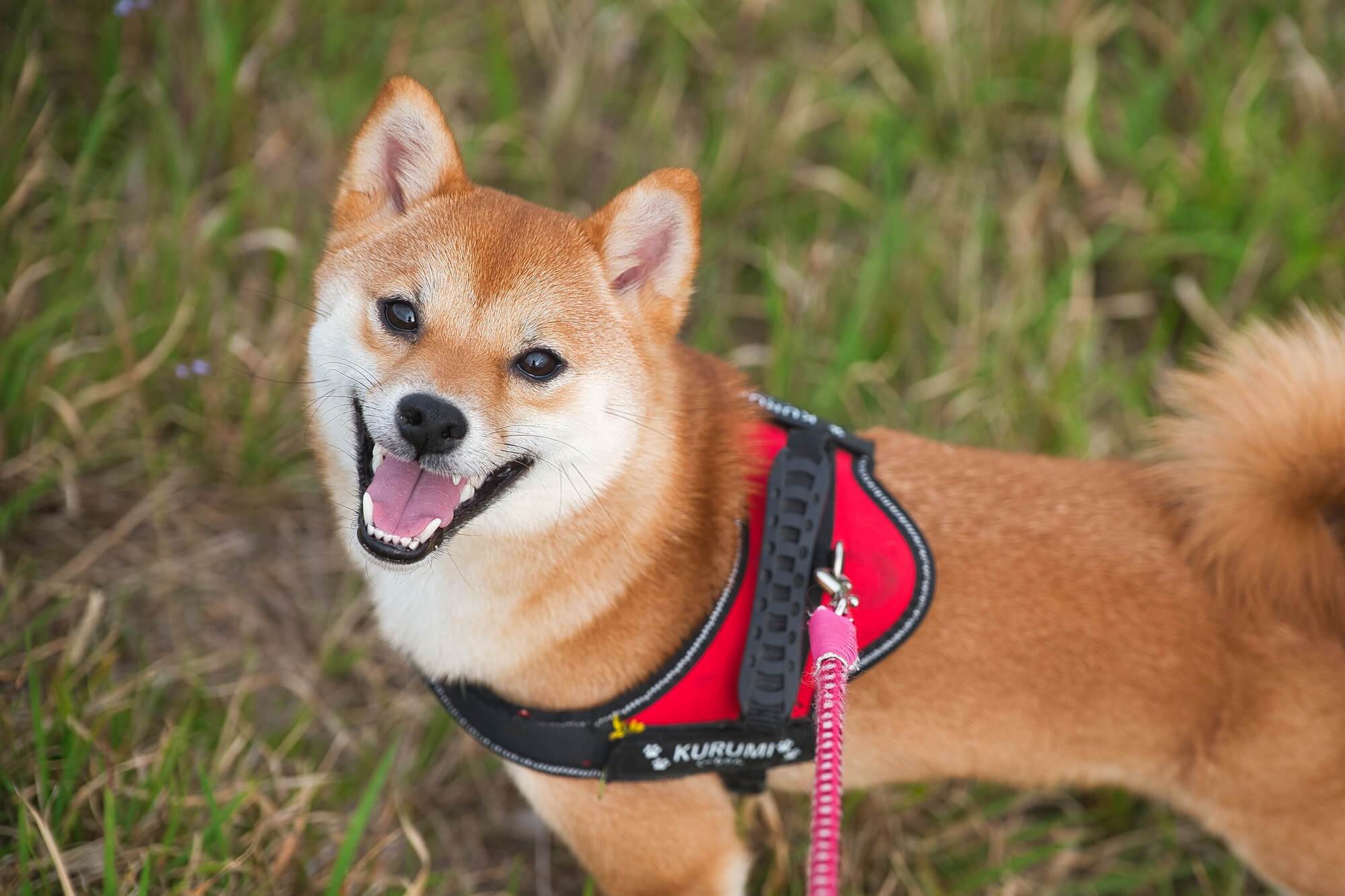 人気の理由を押さえて、愛犬に合うハーネスを選びましょう！